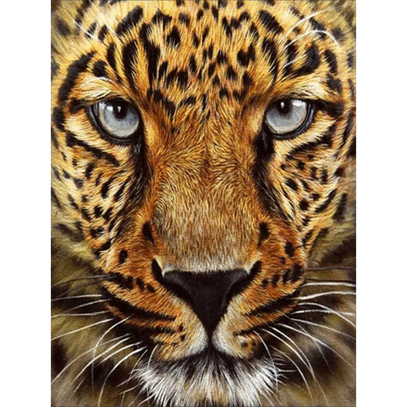 Cheetah, without a subframe