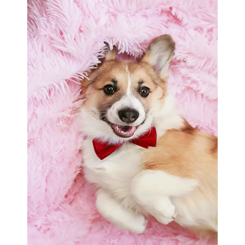 Diamantmosaik PREMIUM Corgi ohne Rahmen