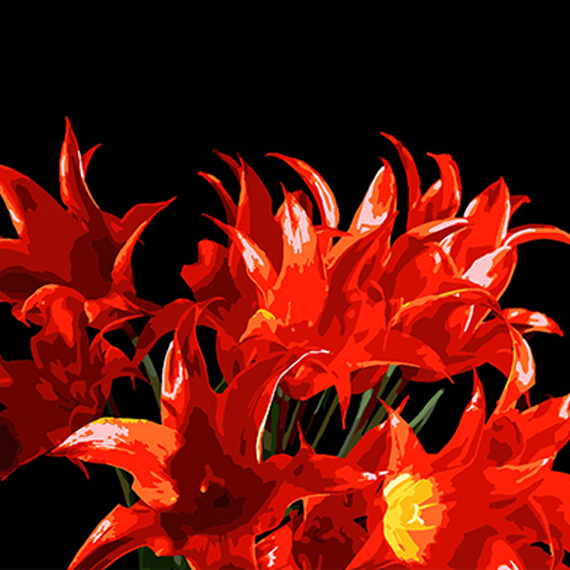 Strauß roter Tulpen auf schwarzem Hintergrund,